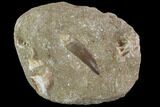 Fossil Plesiosaur (Zarafasaura) Tooth - Morocco #95110-1